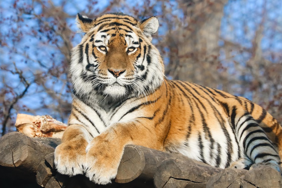 Tiger Bilder Tiger Bilder
