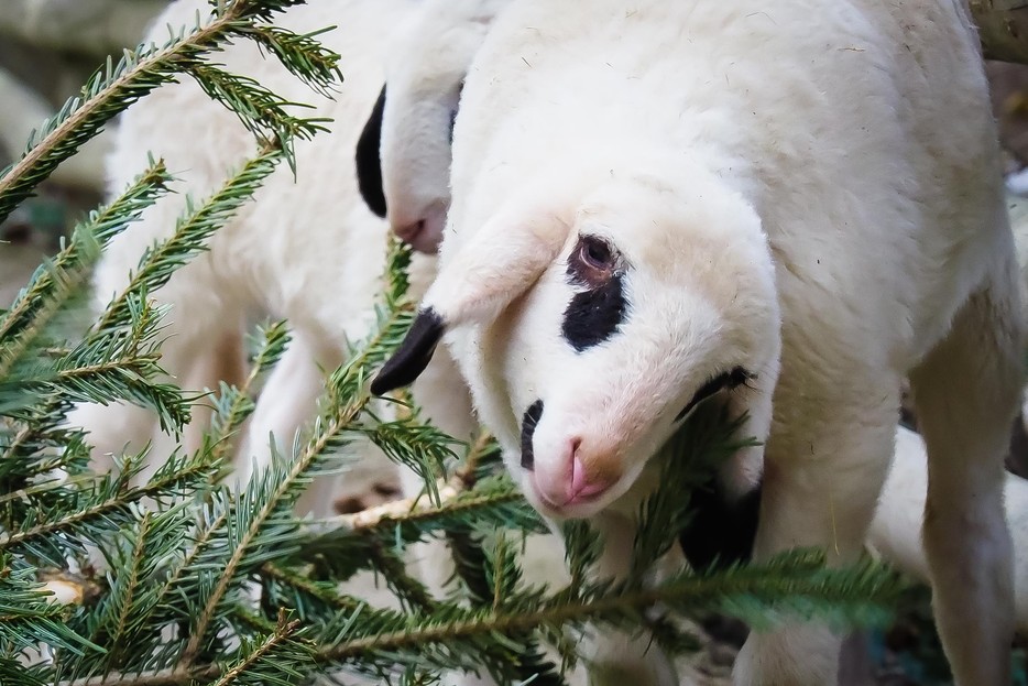Kärntner Brillenschaf Tiergarten Schönbrunn