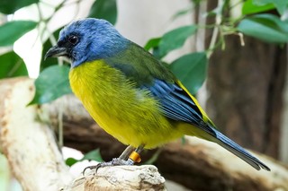 Darwintangare