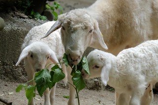 Tiroler Steinschaf