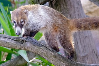 Weißrüssel-Nasenbär