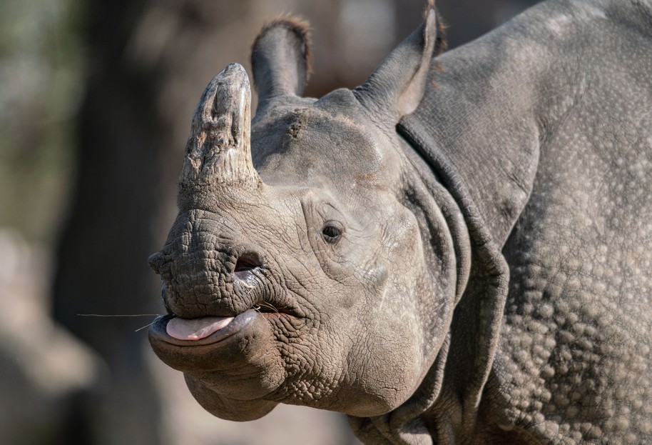 Panzernashorn – Tiergarten Schönbrunn