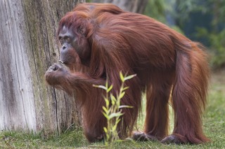 Orang-Utan