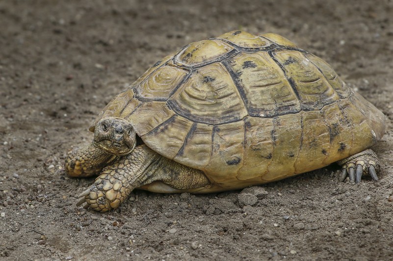 Griechische Landschildkröten