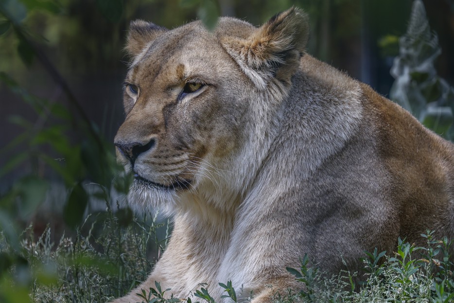 Löwe – Tiergarten Schönbrunn