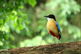 Blauflügelpitta