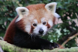 Roter Panda