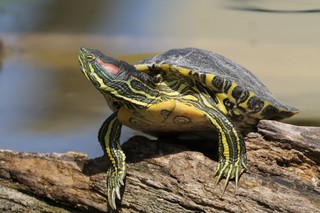 Rotwangen-Schmuckschildkröte 