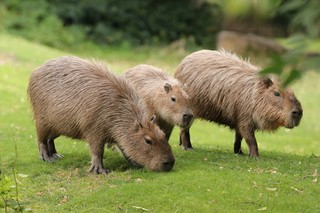 Wasserschwein 