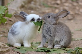 Hauskaninchen