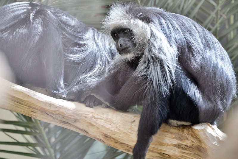 Schönbrunn Zoo