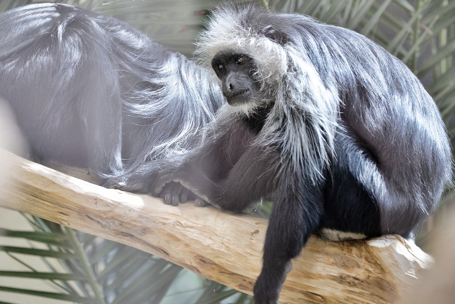 Schönbrunn Zoo