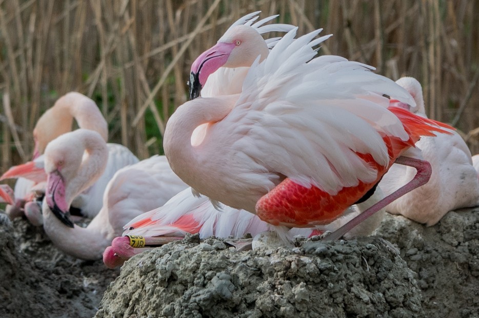 Rosa Flamingo – Tiergarten Schönbrunn