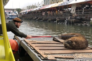 Foto für: Die städtische Seelöwenkolonie