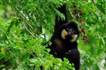 Foto für: Schopfgibbons in Vietnam