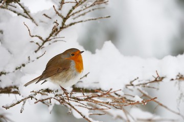 Foto für: Tiere im Winter