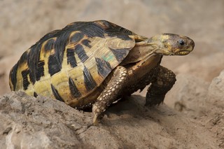 Afrikanische Schnabelbrust-Schildkröte