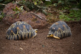 Strahlenschildkröte