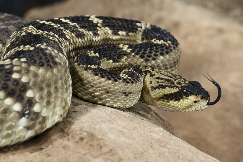 Foto Daniel Zupanc, 21. März 2013