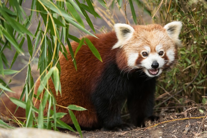 Roter Panda Tiergarten Schönbrunn